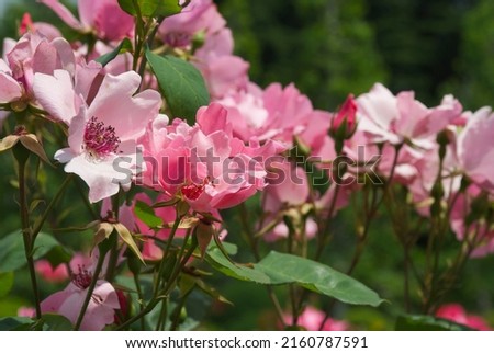 Dainty Bess, roses in a rose garden on a sunny spring day in Tokyo, Japan. Royalty-Free Stock Photo #2160787591