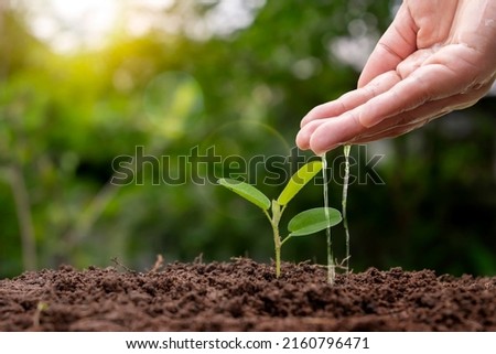 farming Plant seedlings, hand nourish, and water young plants growing in the soil. Royalty-Free Stock Photo #2160796471