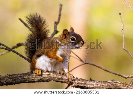 Close up portrait of an American Red Squirrel (Tamiasciurus hudsonicus) sitting on a tree limb during early spring. Selective focus, background blur and foreground blur.

