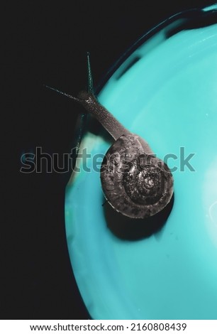 picture of snail with shell with blue background