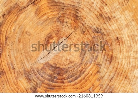 cross section of tree wood trunk - wooden background