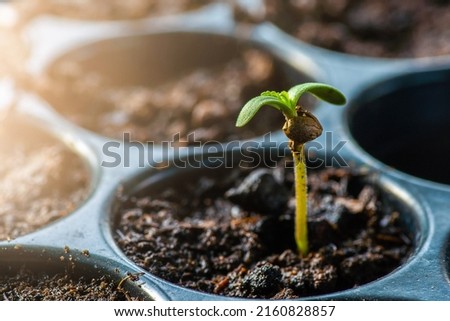 Baby cannabis plant growing at outdoor planting. Concept of cannabis plantation for medical and business Royalty-Free Stock Photo #2160828857