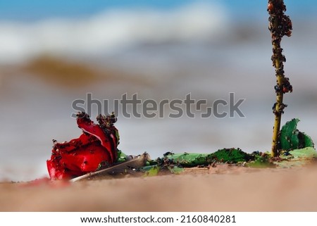 a lonely red rose on a sea beach dotted with insects. A romantic plot.