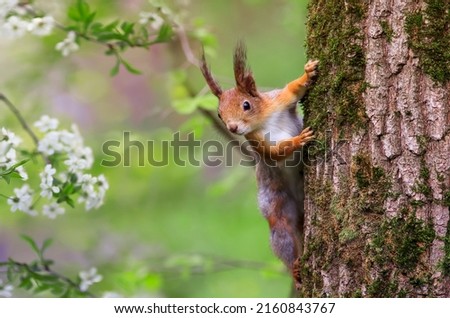 cute fluffy squirrel climbs trees among flowering branches of white cherry