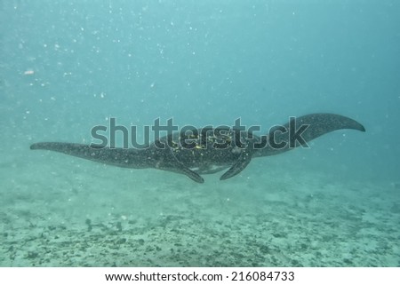 Isolated very rare Black Manta in the blue background