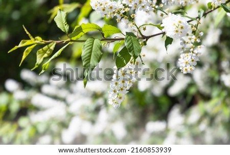 Branch of a bird cherry in bloom, spring nature background. Prunus padus, known as hackberry, hagberry, or Mayday tree, is a flowering plant in the rose family Rosaceae