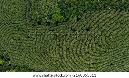 Aerial view para rubber tree,rubber tree forest plantation, Top view of rubber latex tree and leaf plantation, Business rubber latex agriculture. Royalty-Free Stock Photo #2160855511