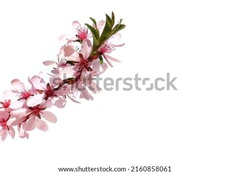 blooming almonds on a branch, pink almond flowers, blooming almond tree on a white background, pink flowers in spring, cherry blossoms