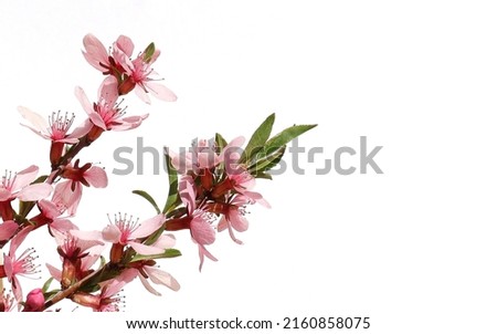 blooming almonds on a branch, pink almond flowers, blooming almond tree on a white background, pink flowers in spring, cherry blossoms