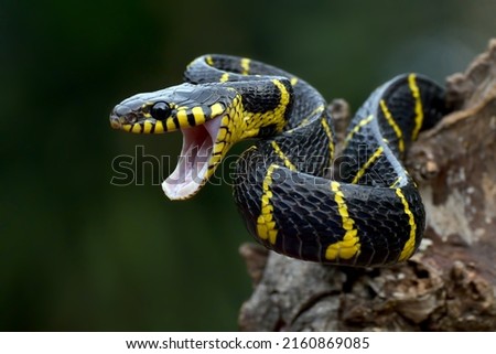 Gold ringed cat snake on tree branch,ready to attack