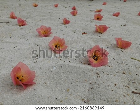 Thespesia populnea flowers fall on the seaside sand, it looks very romantic view, suitable for flower background, wallpaper, etc