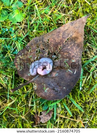 Circled pink earthworm rests on a heart-shaped brown leaf lying on a lush green meadow . Curled pink earthworm on a heart-shaped brown leaf on a lush green meadow . earth worm cringeled together .