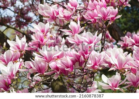 magnolia tree blossom in springtime. tender pink flowers bathing in sunlight. warm april weather. Blooming magnolia tree in spring, internet springtime banner. Spring floral background.
