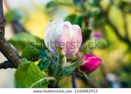 Beautiful pink apple flowers, spring background. Apple blossom digital paper.