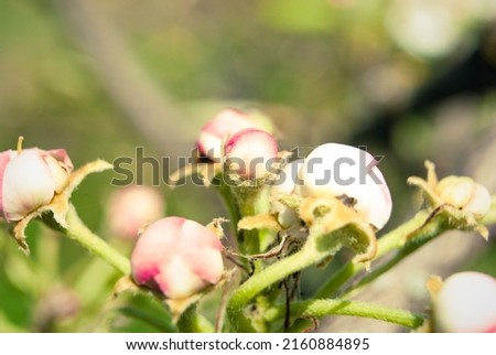 Pink apple flowers, beautiful spring background. Beautiful backdrop Apple blossoms.