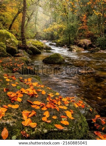 Fallen autumn leaves by a forest river creeks. Autumn river creeks Royalty-Free Stock Photo #2160885041