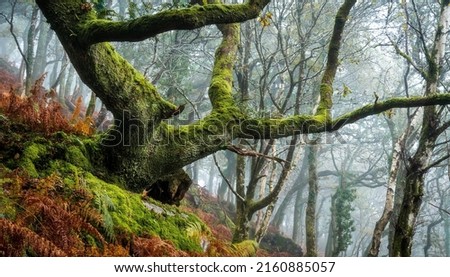 A mossy tree in a mossy autumn forest. Branchy tree in moss. Autumn mossy branchy tree. Mossy branchy tree Royalty-Free Stock Photo #2160885057