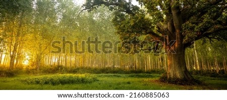 Panoramic landscape of an old oak trees in the forrest in the early morning. Old oak trees in forrest Royalty-Free Stock Photo #2160885063