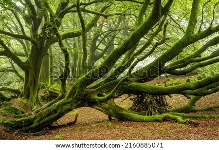 A branchy mossy tree in the autumn forest. Branchy tree in moss. Autumn branchy tree in moss. Mossy autumn branchy tree Royalty-Free Stock Photo #2160885071
