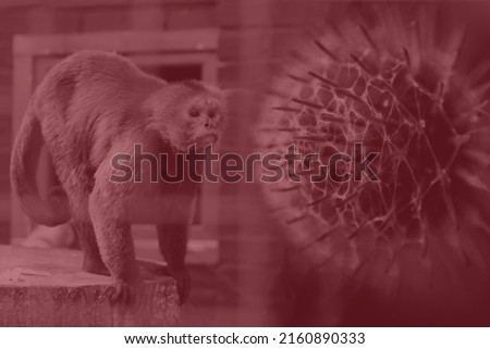 Monkeypox virus. Red background. Outbreak concept. Virus transmitted to humans from animals. Monkeys may harbor the virus and infect people. New pandemic. Word monkeypox. Blurred. Molecular. Health. Royalty-Free Stock Photo #2160890333