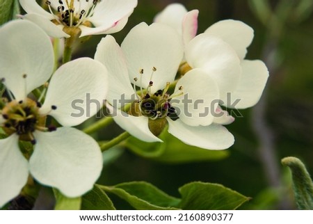 Pink apple flowers, beautiful spring background. Beautiful backdrop Apple blossoms.