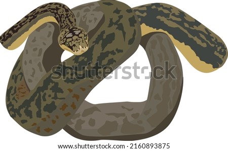 Reticulated python snake drawing coiled up and front view - python snake vector
