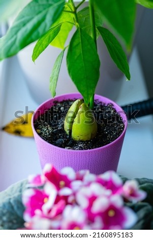 Young avocado tree on windowsill. Growing avocados at home.