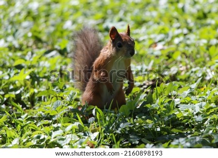 Squirrel in dynamics, running through the grass