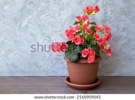 Beautiful blooming pink begonia elatior in a pot with copy space. Home plants, hobby, floriculture. Royalty-Free Stock Photo #2160909043