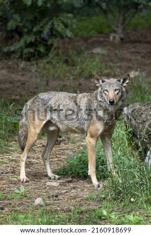 Male Red Wolf (Canis rufus) in forest Royalty-Free Stock Photo #2160918699