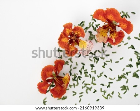 Poinciana regia or Delonix regia flowers and leaves isolated on white background. The most common names are: royal poinciana, flamboyant, acacia rubra, phoenix flower or flame tree
