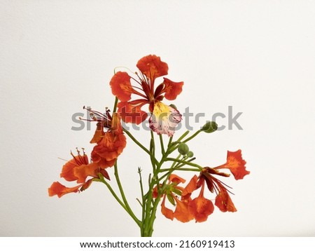 Poinciana regia or Delonix regia flowers isolated on white background. The most common names are: royal poinciana, flamboyant, acacia rubra, phoenix flower, flame of the forest, or flame tree Royalty-Free Stock Photo #2160919413