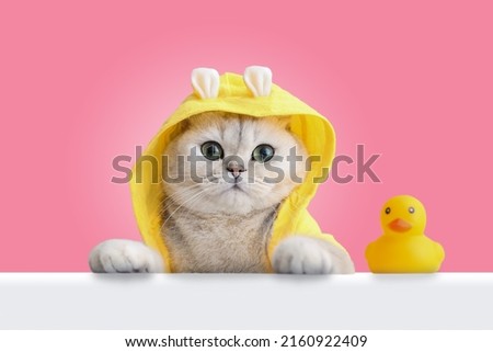 A funny white cat in a yellow coat looks out of a white shell, a yellow rubber duck stands nearby, on a pink background. Royalty-Free Stock Photo #2160922409