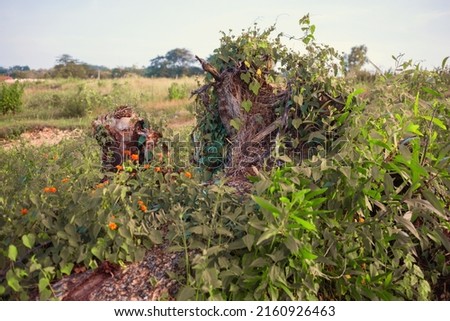 Beautiful fairy looking fallen tree with bright orange flowers and thick of bushes in the wild. Background of summer field and dry tree trunk.