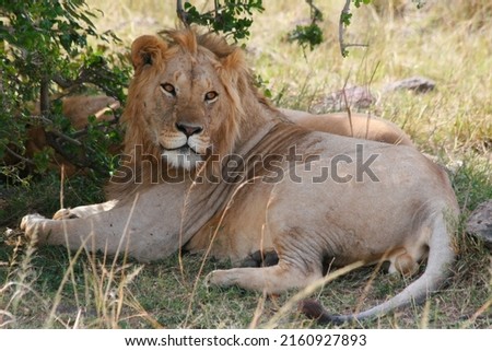Male of African lion (Panthera leo); Masai Mara National Reserve, Kenya