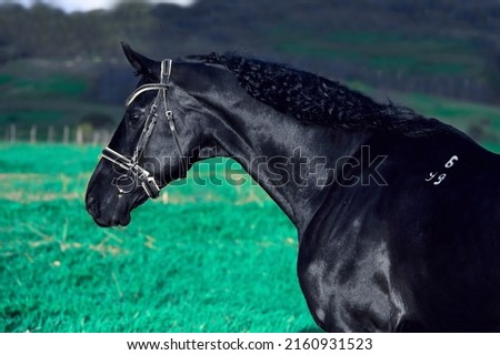 portrait of beautiful black horse  posing in meadow at sunset. spring time. art toned