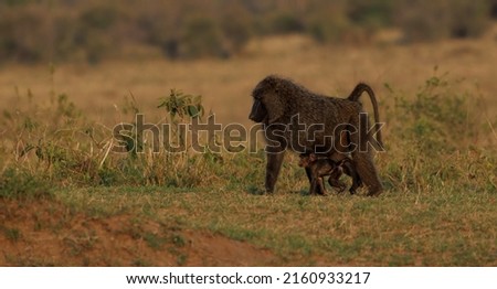 Baboons in the Masai Mara, Africa 