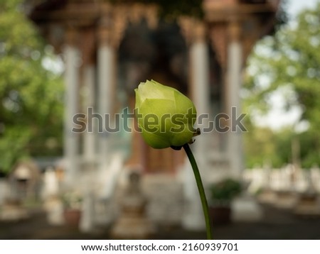 A lotus bud in the middle of the picture with a blurred background is a Buddhist church. 