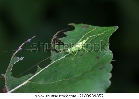Katydid nymphs in the wild, North China Royalty-Free Stock Photo #2160939857