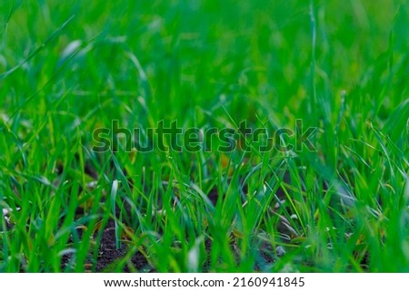 Green spring fresh grass of uncut lawn. Background with selective focus and copy space for text or inscription