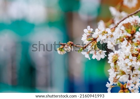 Blooming fruit trees in spring. Flowers on branches. Selective focus with blurred background and copy space for text or lettering.