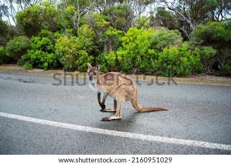 Kangaroo on the Road - Kangaroo Island - Australia