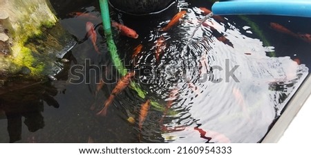 a flock of koi fish in a pond looking for oxygen