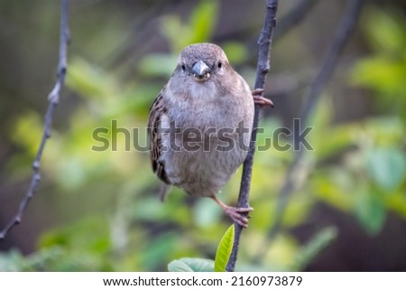 Sparrow sitting on a green branch in spring in the sunset light. Sparrow with playful poise on branch in spring or summer
