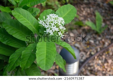 Green plant decorated in local restaurant, stock photo