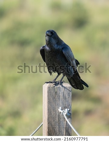 American Crow (Corvus brachyhynchos) perched on wooden post