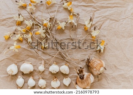 Daffodil flower bulbs, dug out of ground after flowering, in row, withered withered flower stalks, on craft paper, collected for storage. daffodil bulbs with dried flowers