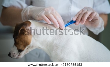 A veterinarian treats a dog from parasites by dripping medicine on the withers.  Royalty-Free Stock Photo #2160986153