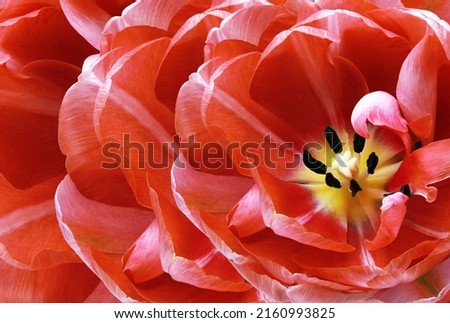 Tulip flower  red.  Floral spring background.  Close-up. Nature.