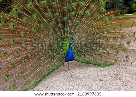 The peacock in the park